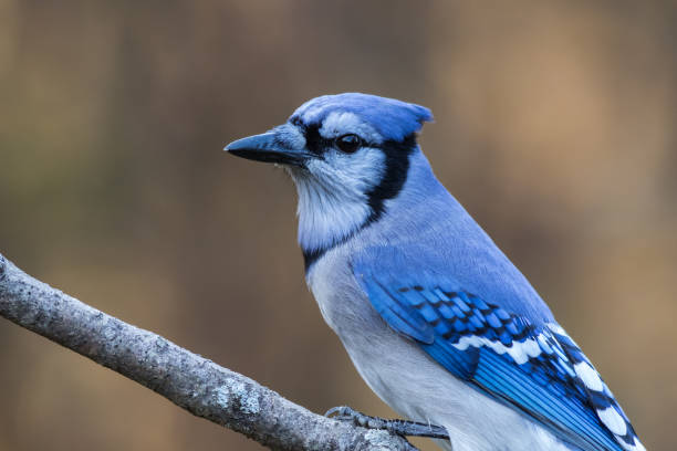 istock Closeup shot of a blue jay perched on a branch on blurred background 1438117592