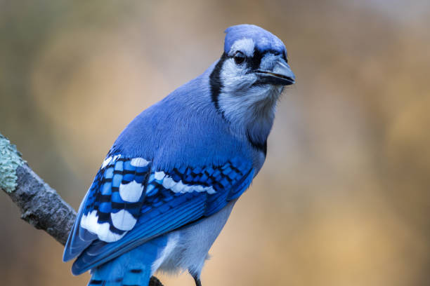 istock Closeup shot of a blue jay perched on a branch on blurred background 1438117594
