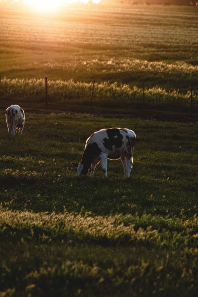 istock Vertical shot of cows grazing on grass field during shiny sunset 1438117705