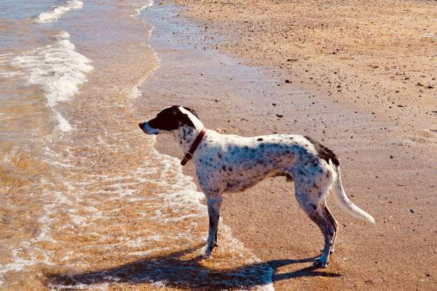 istock English Pointer dog stands on sand beach, closeup shot 1438117750