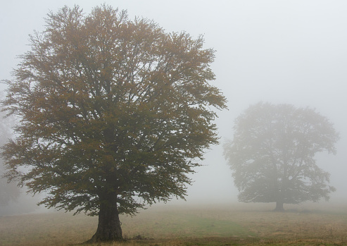 The trees coming out of fog like ghosts