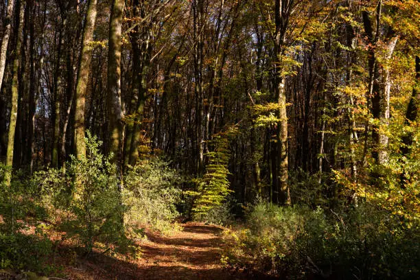 Entry of a French forest in an autumn atmosphere. 
Sous-bois, ambiance automnale.
Morvan, Burgundy, France.