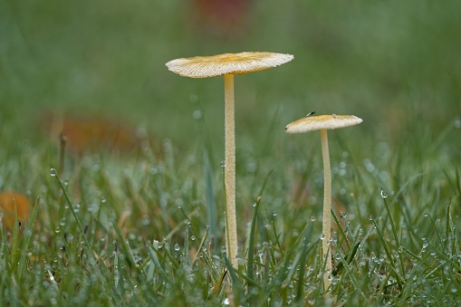 Two young wet mushrooms growing on a lawn