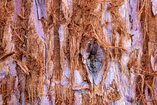 A closeup shot of Redwood tree bark for wallpaper/background