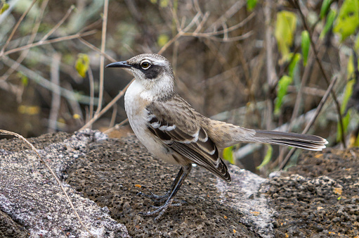 A closeup of a cute Galapagos mockingbird on the blurred background