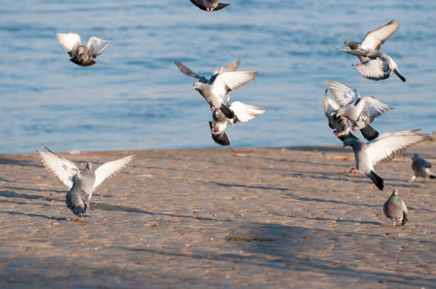 istock Selective focus shot of pigeons on a seashore 1438118266