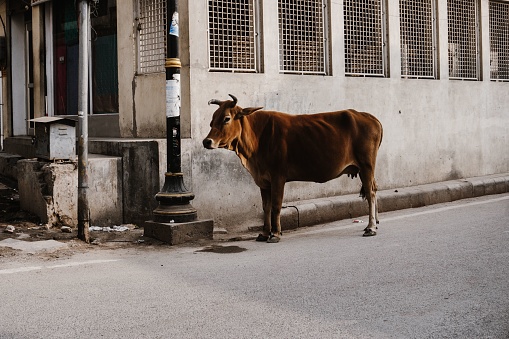 A sacred cow walking down the streets of Varanasi, India.
