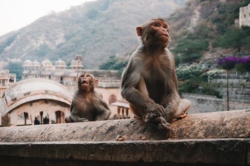 The monkeys in Monkey Temple in Jaipur, India.