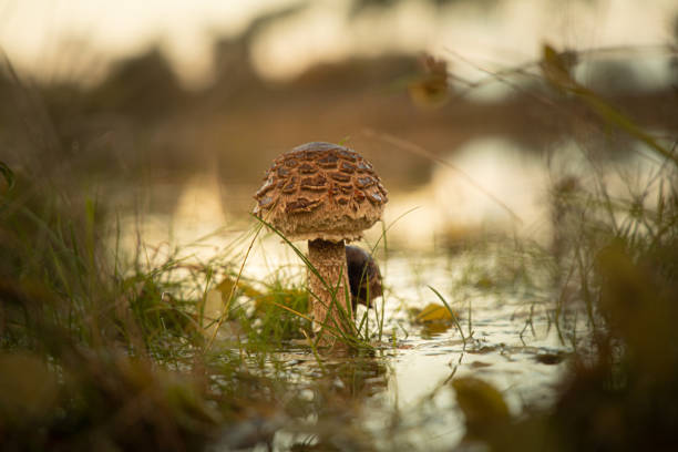 A selective focus shot of agaricaceae mushroom