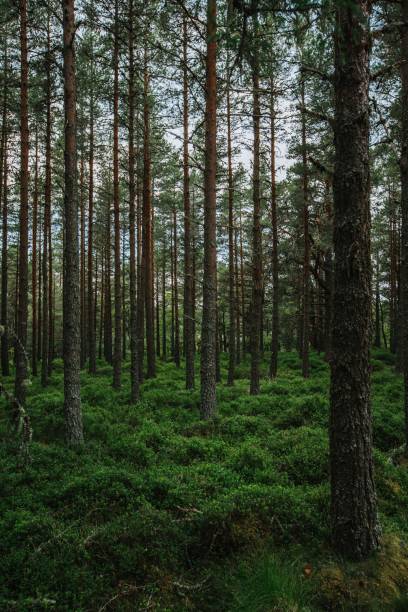 istock Beautiful green forest, in a vertical shot 1438118874