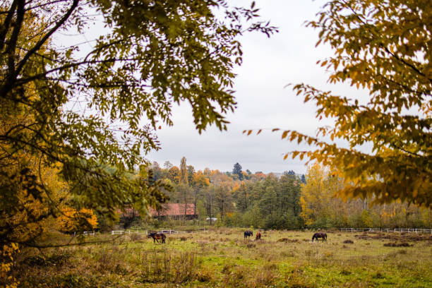A field with grazing horses surrounded with autumn trees