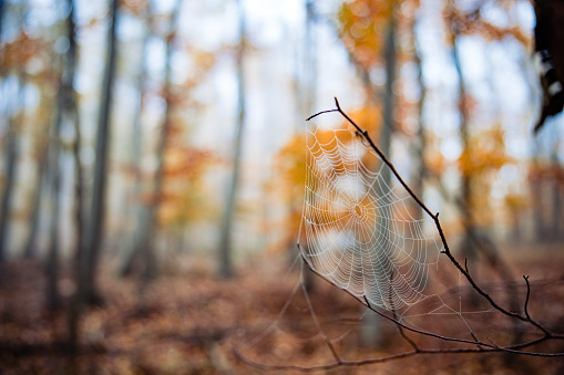 A selective focus shot of spider web on a twig in an autumn forest