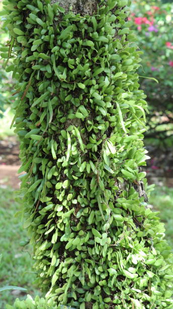istock Pyrrosia piloselloides plant 1438120282