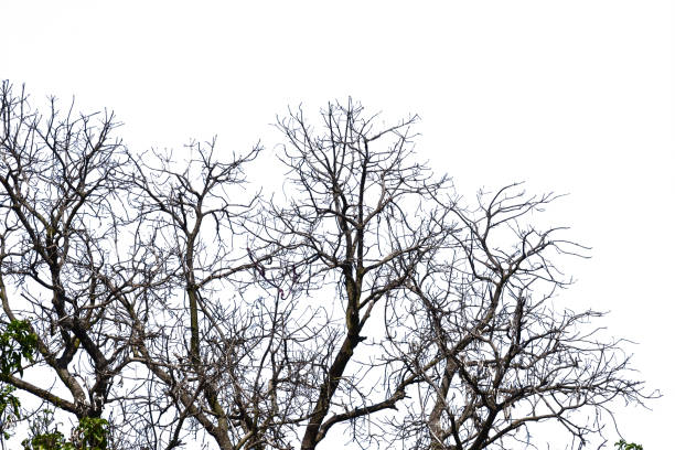 istock A dry tree branch isolated on white background 1438120681