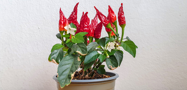 Blooming Bird's eye chili with ripe pepper fruits. Urban farming concept, plant grows on the windowsill. Hot flavors, climate conclusions food, white background