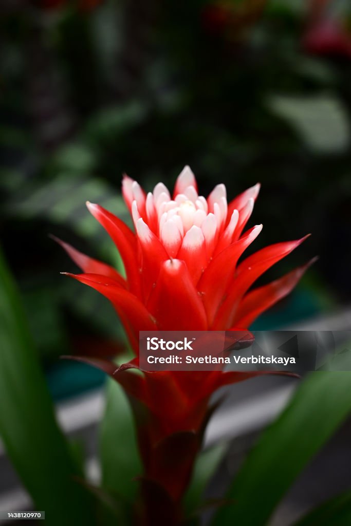 Foto de Closeup De Flor Bromélia Vermelha Em Um Fundo Escuro e mais fotos  de stock de Beleza - iStock