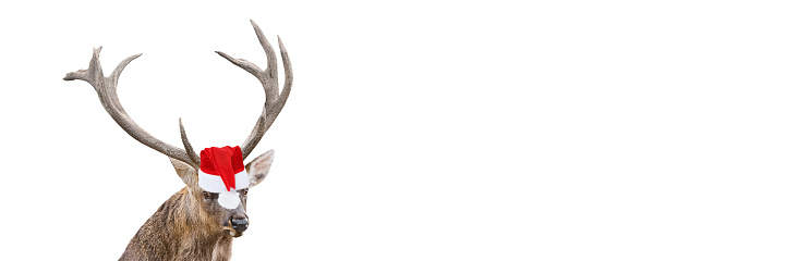 Close up portrait of Funny Red deer with huge horns in Christmas or Santa hat isolated on white background. Deer is new year symbol. Long banner with copy space.