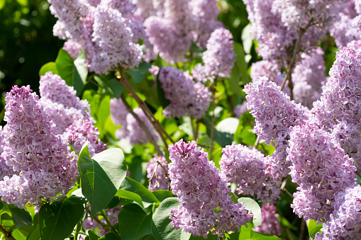 Purple lilac flowers and brunches on the background of green leaves on a sunny day with soft focus