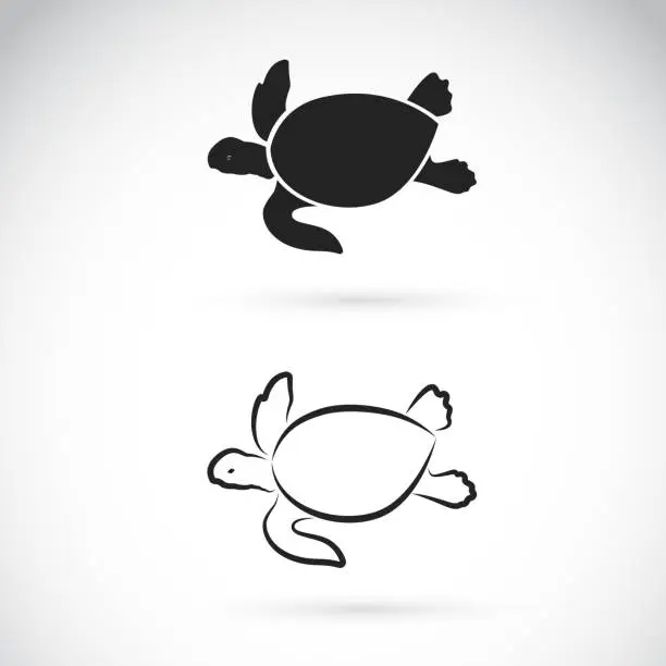 Vector illustration of Vector of two turtle design on white background. Easy editable layered vector illustration. Wild Animals. Reptiles. Amphibians.