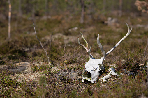 bare reindeer skull, in the forest, Finnish Lapland