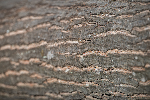A bark of the Northern Red Oak, Quercus rubra.