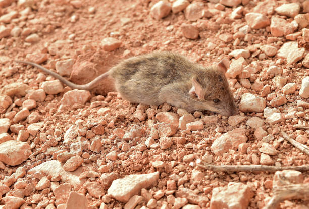 A small wild mouse walking on the soil in a field in Malta