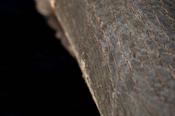 A bark of the Northern Red Oak, Quercus rubra.