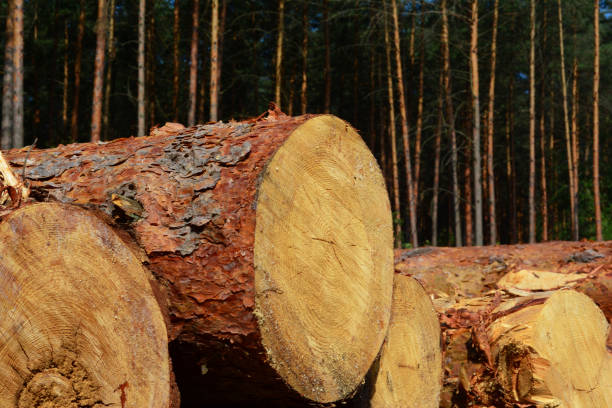 istock Pine wood logs close up 1438127592