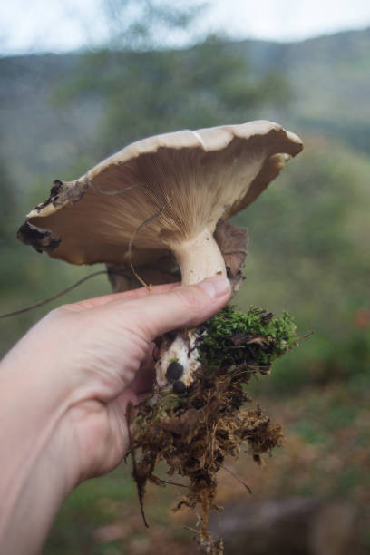 istock big mushroom in hand in the forest 1438129809