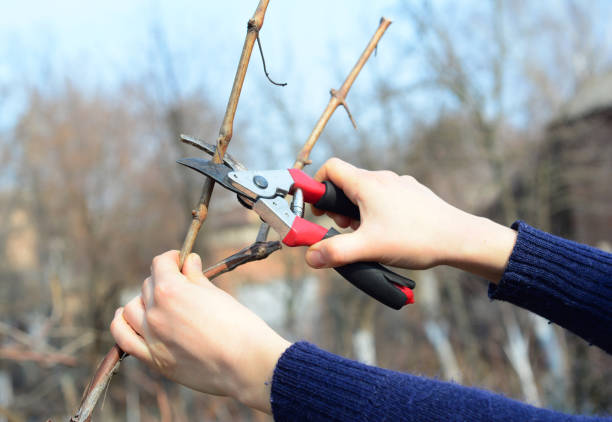 istock Gardener hands cutting grapevine branch with bypass secateurs in autumn. Grapevine pruning. Pruning Grapes in Home Garden 1438130186