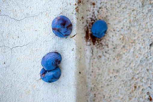 Blue fruits of a Stanley prune plum