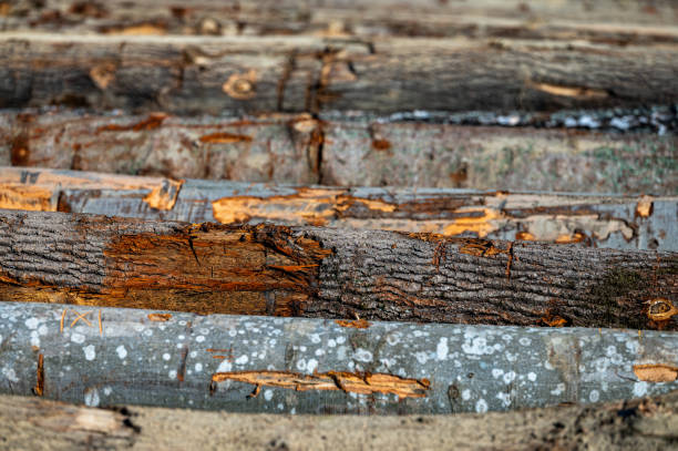 istock Different types of logs in a timber yard. 1438131201