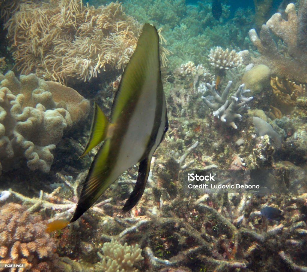 pinnate spadefish (Platax pinnatus) Waigeo island, Raja Ampat, West Papoua, Indonesia Animal Stock Photo