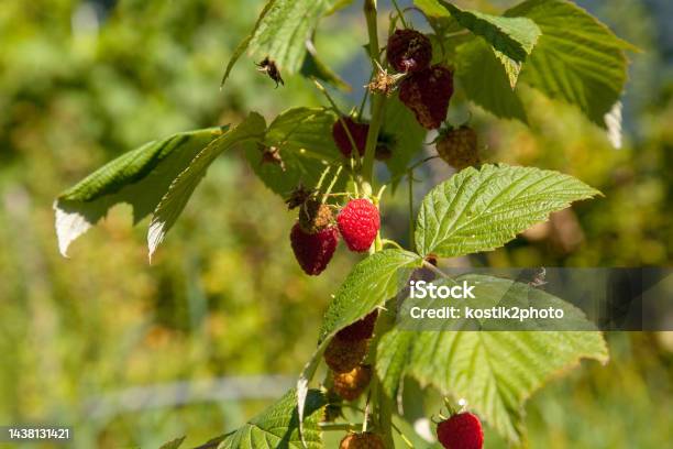 Bata Ng Raspberry Raspberry Matang Dan Belum Matang Di Kebun Buah Menumbuhkan Semak Alami ...