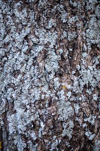 Closeup of tree trunk with lichen texture