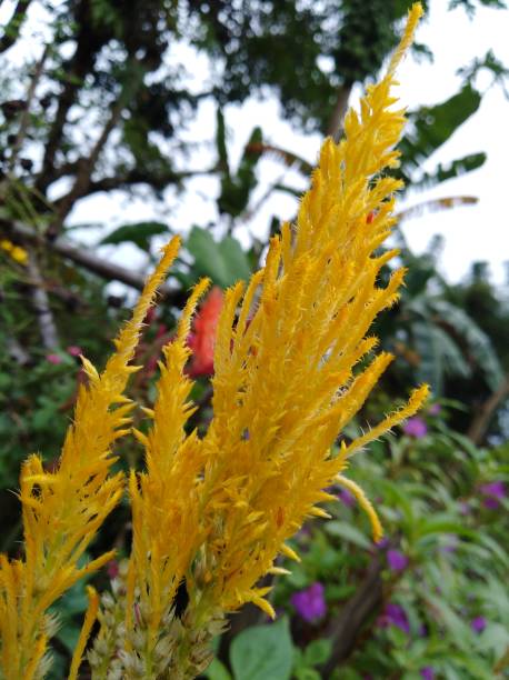 istock Lovely garden and wild flowers 1438131532