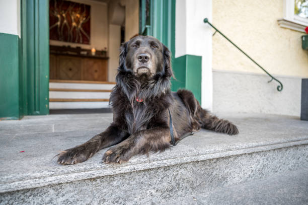istock Black-haired collie Labrador on stairs in front of front door 1438131732