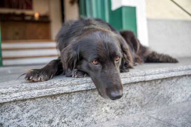 istock Black-haired collie Labrador on stairs in front of front door 1438131742