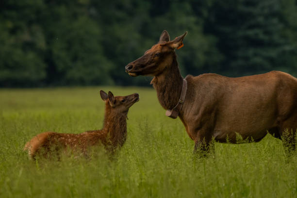 istock Young Elk In Tall Grass Looks Up at Mother 1438132563