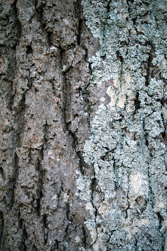 Closeup of tree trunk with lichen texture