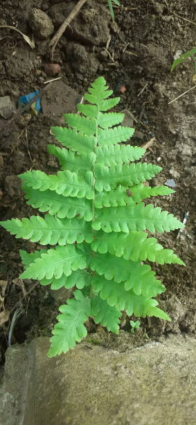Interrupted Fern plant on on Nature Background Interrupted Fern or Claytosmunda is a genus of fern. It is also known Claytosmunda Clatoniana and Osomunda Claytoniana. lycopodiaceae stock pictures, royalty-free photos & images