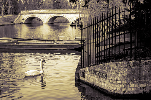 River Cam at Cambridge with a mute swan in the foreground.