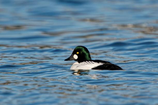 istock Common goldeneye swimming on the lake 1438135163