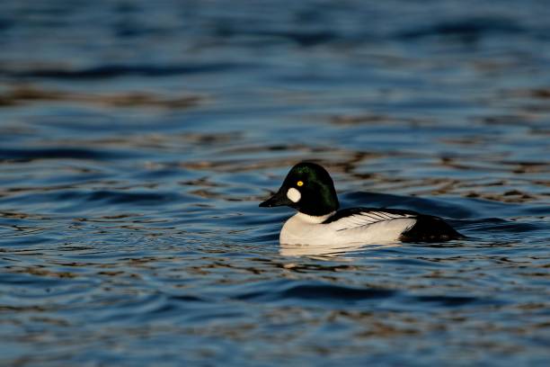 istock Common goldeneye swimming on the lake 1438135167