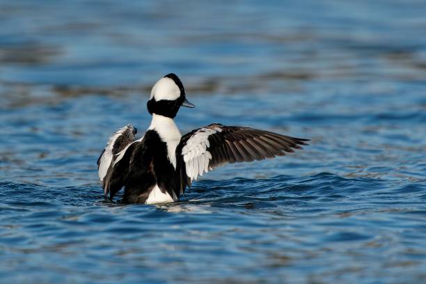 istock Common goldeneye swimming on the lake 1438135268