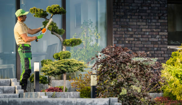 istock Landscaper Trimming Bonsai 1438135414