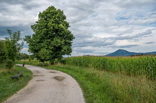 Schotterweg mit Sitzbank Maisfeld und Laubbaum vor Gaisberg