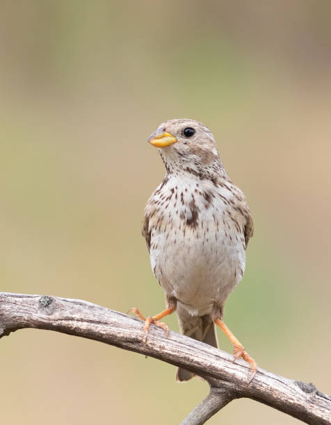 istock Corn bunting, Emberiza calandra. A bird sits on a dry branch on a beautiful blurry background 1438135788