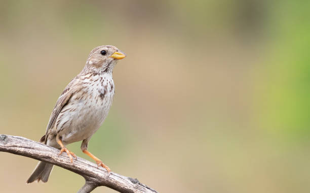 istock Corn bunting, Emberiza calandra. A bird sits on a dry branch on a beautiful blurry background 1438135821