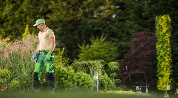 istock Professional Gardener Inside Modern Backyard Garden 1438135879